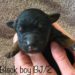 Black Boy - Bernedoodle puppy picture