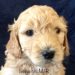 Beige Girl - Goldendoodle puppy picture