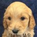 Blue Boy - Goldendoodle puppy picture