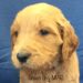 Green Boy - Goldendoodle puppy picture