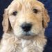 Yellow Girl - Goldendoodle puppy picture