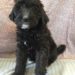 Black Girl - Goldendoodle puppy picture