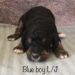Blue Boy - Bernedoodle puppy picture
