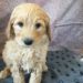 Blue Boy - Goldendoodle puppy picture