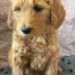 Brown Girl - Goldendoodle puppy picture