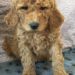 Pink Girl - Goldendoodle puppy picture