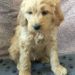 Purple Girl - Goldendoodle puppy picture